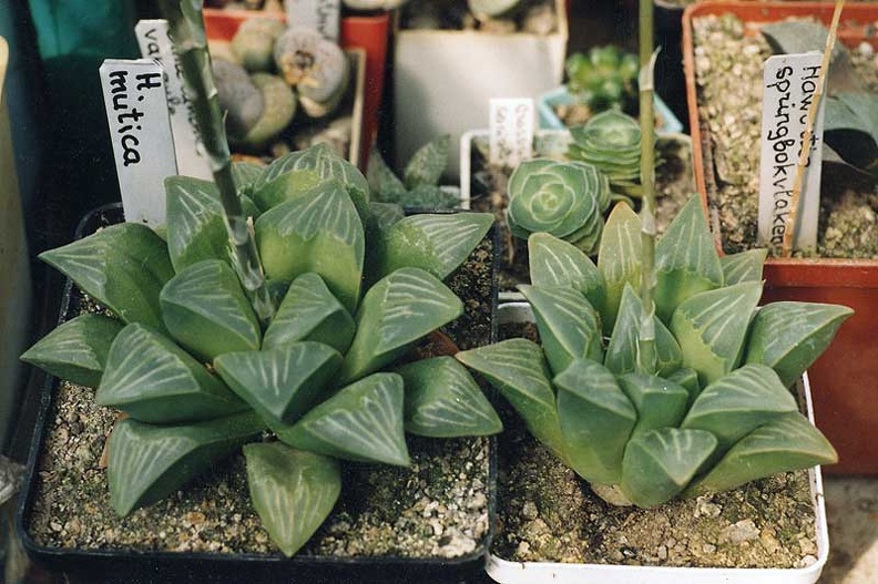 Haworthia-mutica.jpg