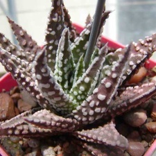 Haworthia pumila cv. 'Donut' (2876 відвідувань) Фото и растение Натальи Эллис (Одесса) Haworthia pumila cv. 'Donut'