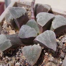 Haworthia pygmaea v. crystalina (2817 відвідувань) Фото и растение Натальи Эллис (Одесса)
Haworthia pygmaea v. crystalina