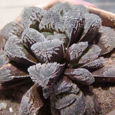 Haworthia cv. 'Kegazato' (3226 відвідувань) Фото и растение Натальи Эллис (Одесса)
Haworthia cv. 'Kegazato'