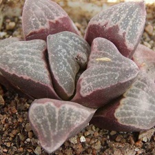 Haworthia pygmaea v. argenteo-maculosa (2799 відвідувань) Фото и растение Натальи Эллис (Одесса)
Haworthia pygmaea v. argenteo-maculosa