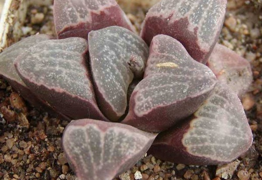 Haworthia pygmaea v. argenteo-maculosa