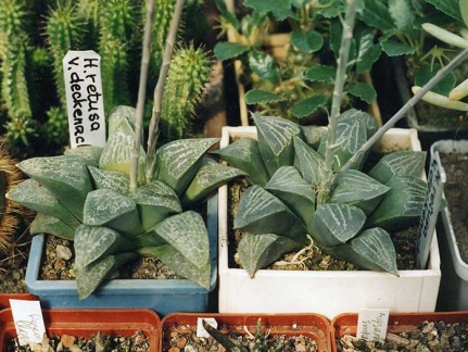 Haworthia retusa v. dekenahii (2881 відвідувань) Фото и растения Александра и Сергея Червинко (Винница)... Haworthia retusa v. dekenahii