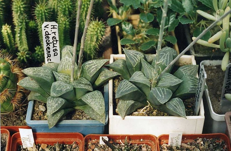Haworthia-retusa-v.jpg