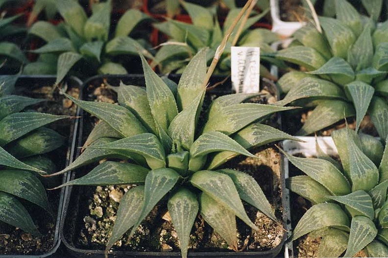 Haworthia-retusa-v_-acumina.jpg