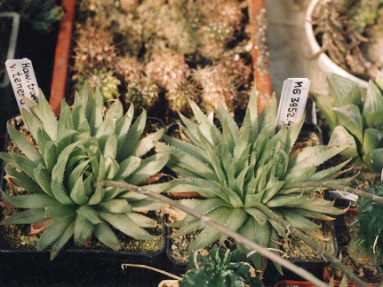 Haworthia translucens v. tenera (2813 відвідувань) Фото и растения Александра и Сергея Червинко (Винница) Haworthia translucens v. tenera