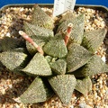 Haworthia Korizato x H magnifica v splendens SH1 Telp-El FG (2056 відвідувань) Haworthia Korizato x H magnifica v splendens SH1 Telp-El FG