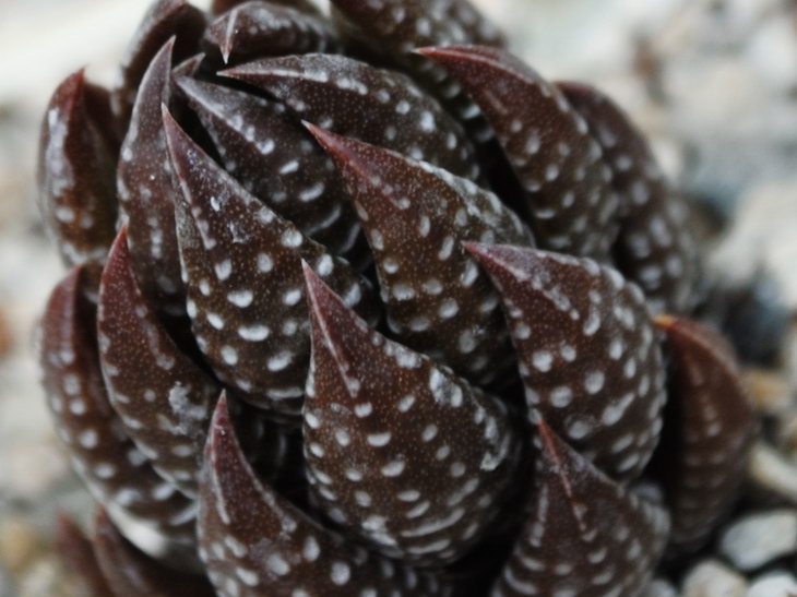 Haworthia coarctata (1926 відвідувань) Haworthia coarctata