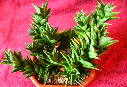 Haworthia viscosa