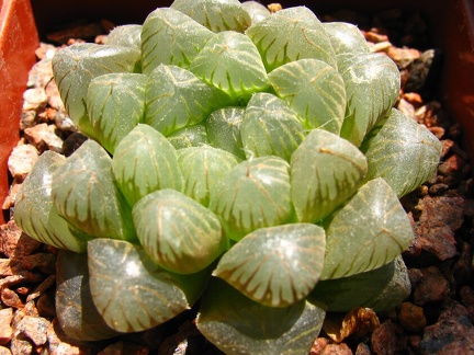 Haworthya cooperi (1820 відвідувань) Haworthya cooperi