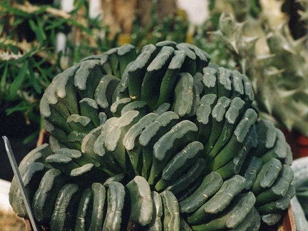 Hawortia truncata (3238 відвідувань) Фото и растение Александра и Сергея Червинко (Винница)... Hawortia truncata