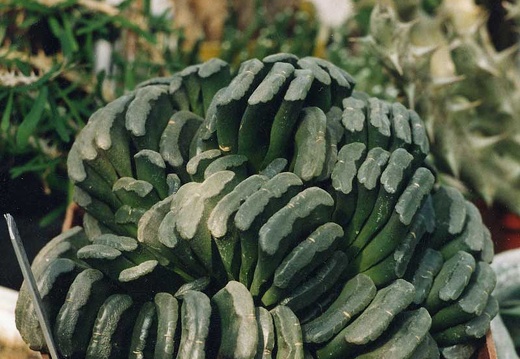 Hawortia truncata (3236 відвідувань) Фото и растение Александра и Сергея Червинко (Винница)... Hawortia truncata