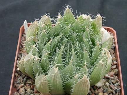 Hawortia arachnoidea (1779 відвідувань) Hawortia arachnoidea