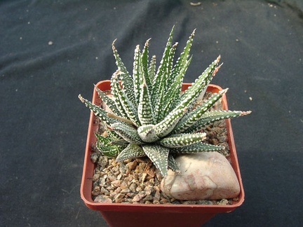Hawortia attenvata v clariperla (1668 відвідувань) Hawortia attenvata v clariperla