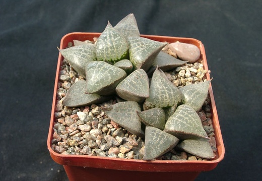 Hawortia comptoniana
