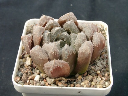 Hawortia hubrud (1706 відвідувань) Hawortia hubrud