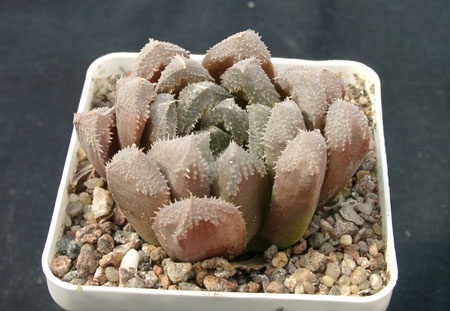 Hawortia hubrud (1706 відвідувань) Hawortia hubrud