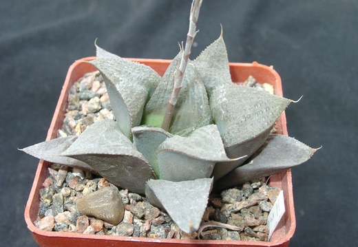 Hawortia magnifica (1885 відвідувань) Hawortia magnifica