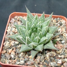 Hawortia magnifica v meiringii (1880 відвідувань) Hawortia magnifica v meiringii