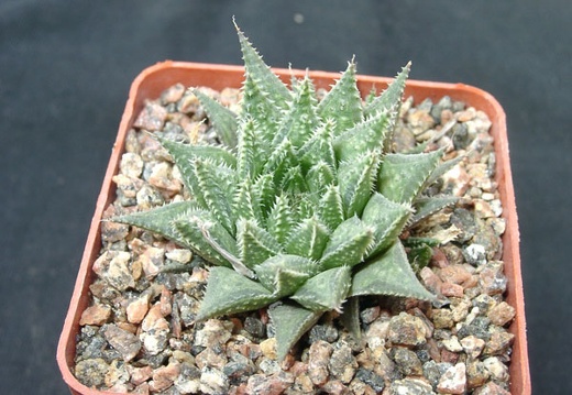 Hawortia magnifica v meiringii (1879 відвідувань) Hawortia magnifica v meiringii