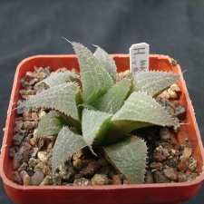 Hawortia magnifica v riversdeil (1835 відвідувань) Hawortia magnifica v riversdeil