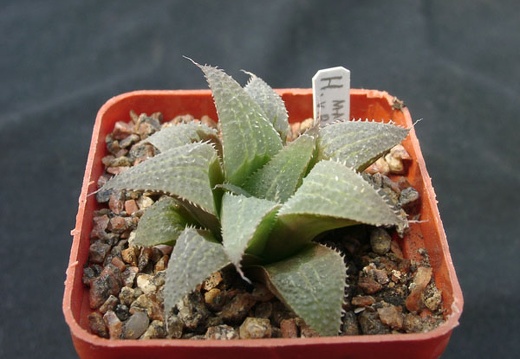 Hawortia magnifica v riversdeil (1835 відвідувань) Hawortia magnifica v riversdeil