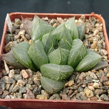 Hawortia olsonii (2336 відвідувань) Hawortia olsonii
