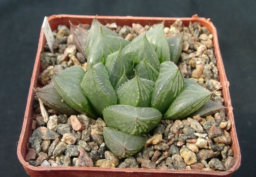 Hawortia olsonii (2335 відвідувань) Hawortia olsonii