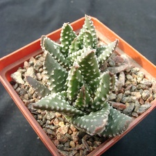 Hawortia pumila (1789 відвідувань) Hawortia pumila