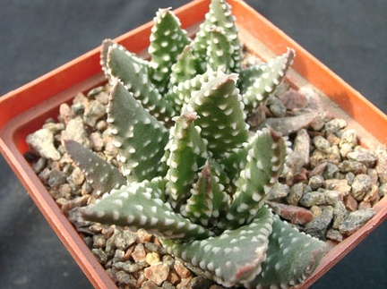 Hawortia pumila (1788 відвідувань) Hawortia pumila