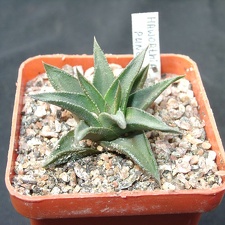 Hawortia pungens (1792 відвідувань) Hawortia pungens