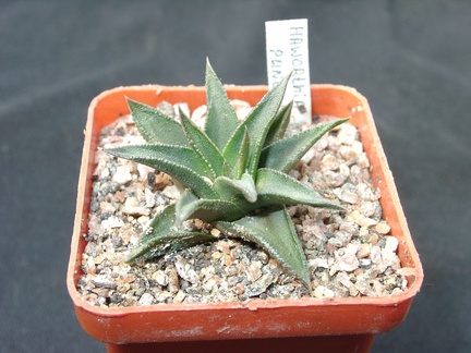 Hawortia pungens (1791 відвідувань) Hawortia pungens