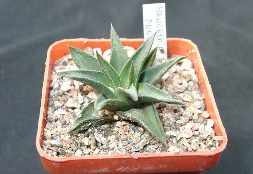 Hawortia pungens (1791 відвідувань) Hawortia pungens