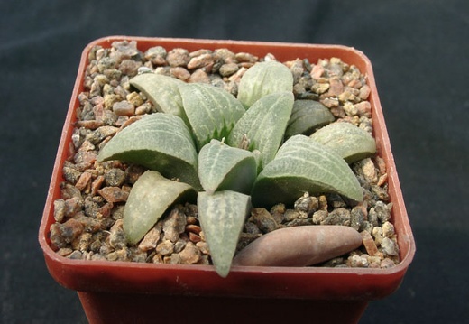 Hawortia pygmae (1747 відвідувань) Hawortia pygmae
