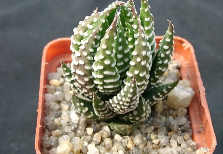 Hawortia reinwardii v pediensis (1795 відвідувань) Hawortia reinwardii v pediensis