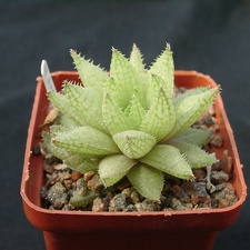 Hawortia reticulata v hurlingii (1822 відвідувань) Hawortia reticulata v hurlingii