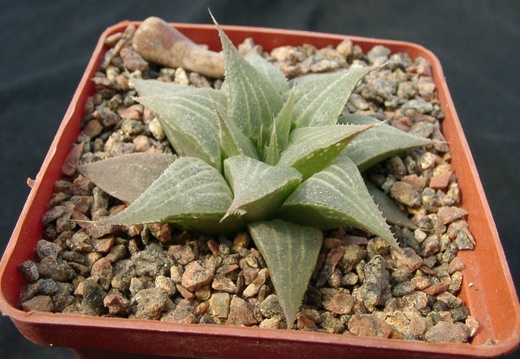 Hawortia retuza v acuminata (1830 відвідувань) Hawortia retuza v acuminata