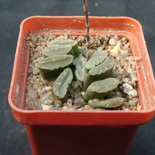 Hawortia truncata f spiralis (1813 відвідувань) Hawortia truncata f spiralis