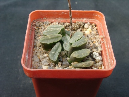 Hawortia truncata f spiralis (1813 відвідувань) Hawortia truncata f spiralis