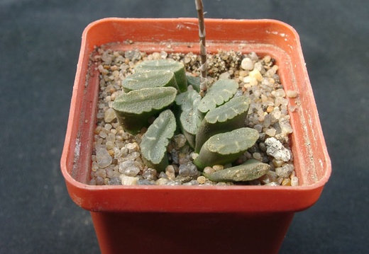 Hawortia truncata f spiralis (1813 відвідувань) Hawortia truncata f spiralis