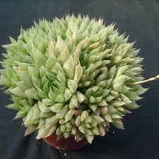 Hawortia vitata (2189 відвідувань) Hawortia vitata