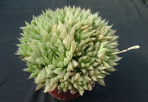 Hawortia vitata (2188 відвідувань) Hawortia vitata