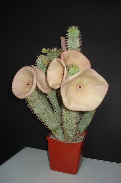 Hoodia_gordonii1_Smeyko.JPG
