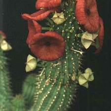 Hoodia dregei (2894 відвідувань) Фото и растение Александра и Cергея Червинко (Винница) Hoodia dregei