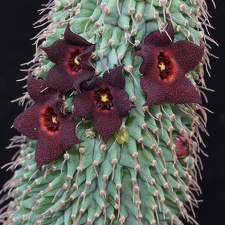 Hoodia pilifera (2176 відвідувань) Hoodia pilifera