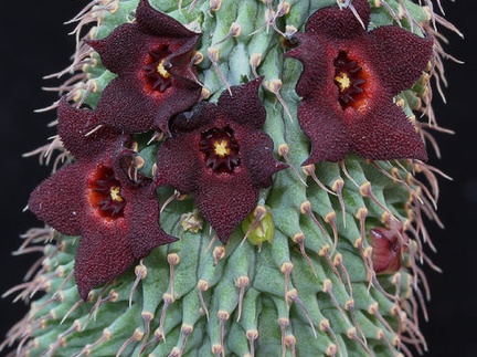 Hoodia pilifera (2176 відвідувань) Hoodia pilifera