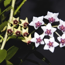 Hoya cummingiana and Hoya bella2 (2293 відвідувань) Hoya cummingiana and Hoya bella2