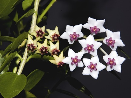 Hoya cummingiana and Hoya bella2 (2293 відвідувань) Hoya cummingiana and Hoya bella2
