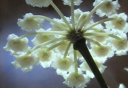 Hoya lacunosa