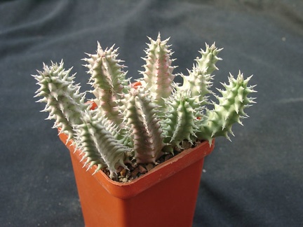 Huernia SP (2184 відвідувань) Huernia SP